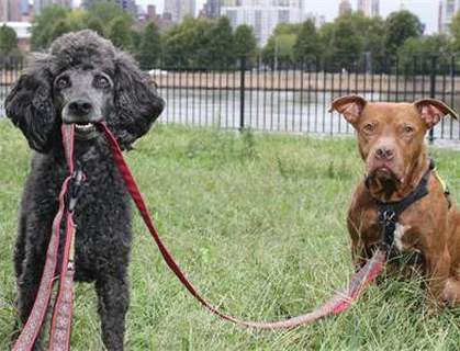 Pit Bulls & Poodles